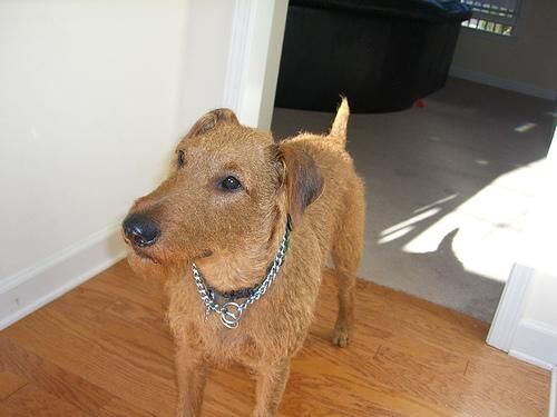 Terrier Irish