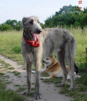 Wolfhound Irish