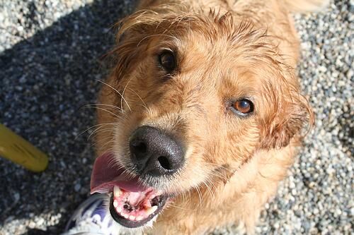 Retriever Golden