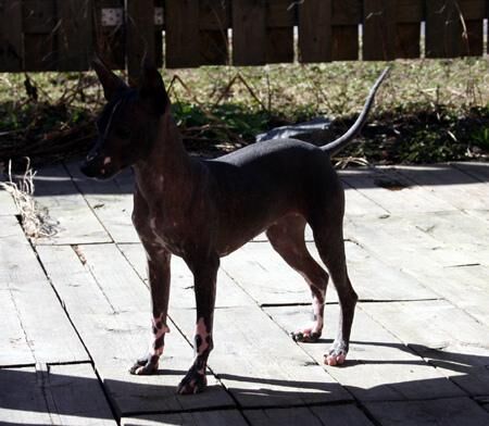 Mexicanhairless