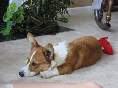 Corgi Cardigan