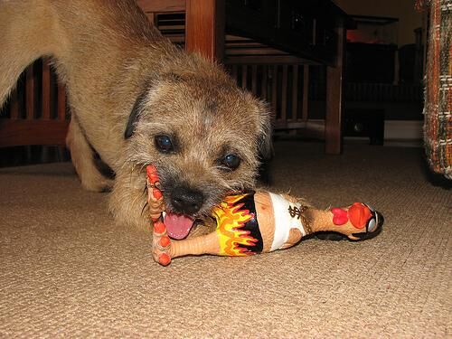 Terrier Border