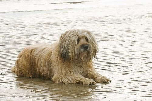 Terrier Tibetan
