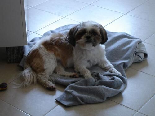 Shihtzu