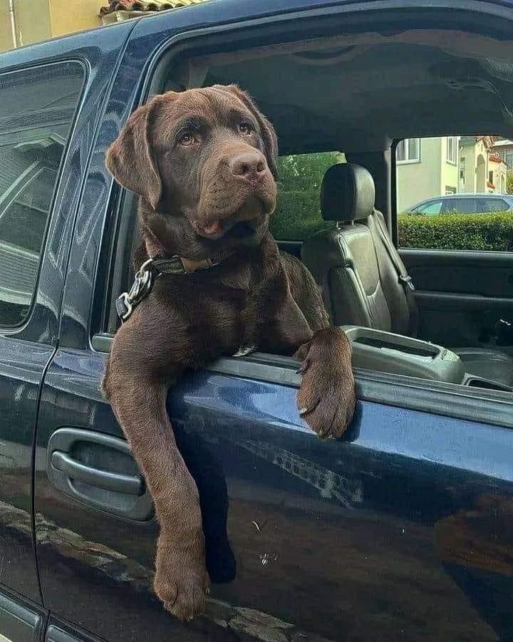 My bossy choco labrador axel