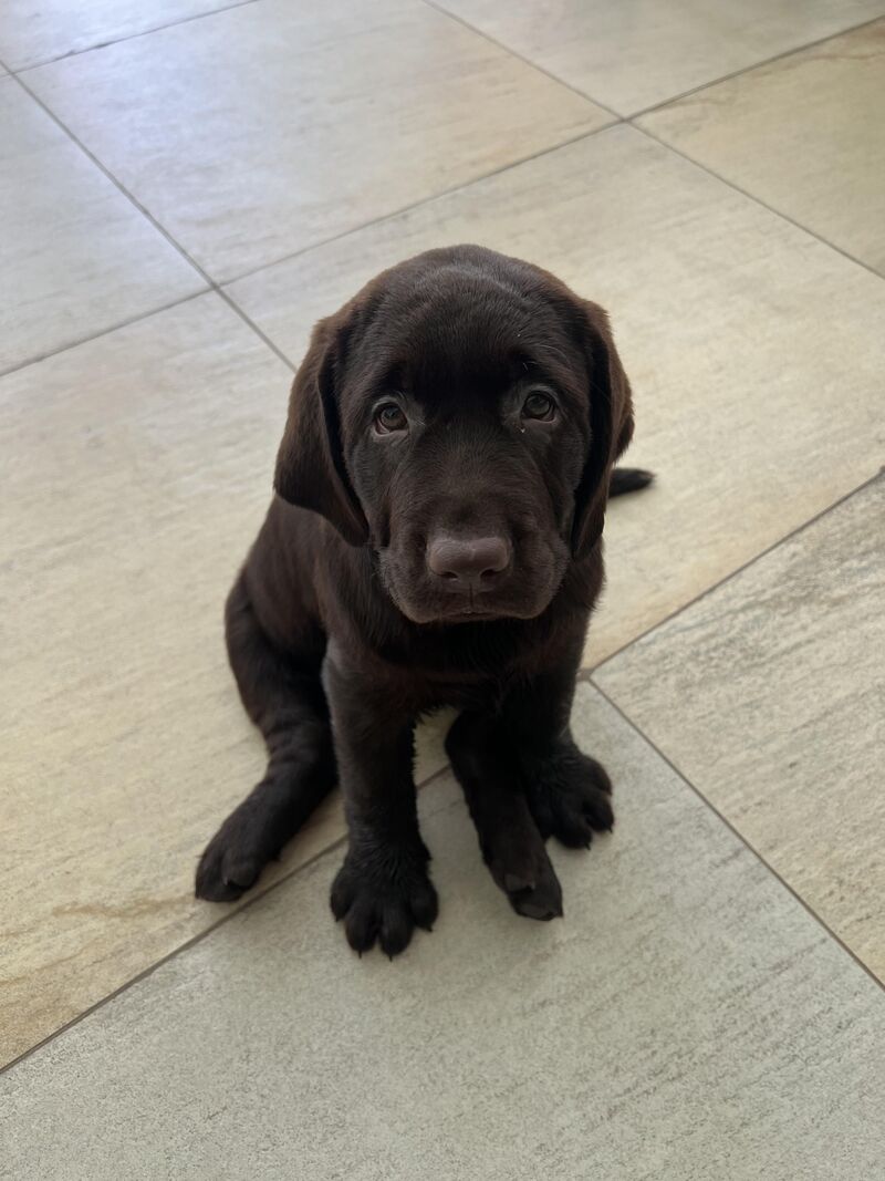 our first dog ever