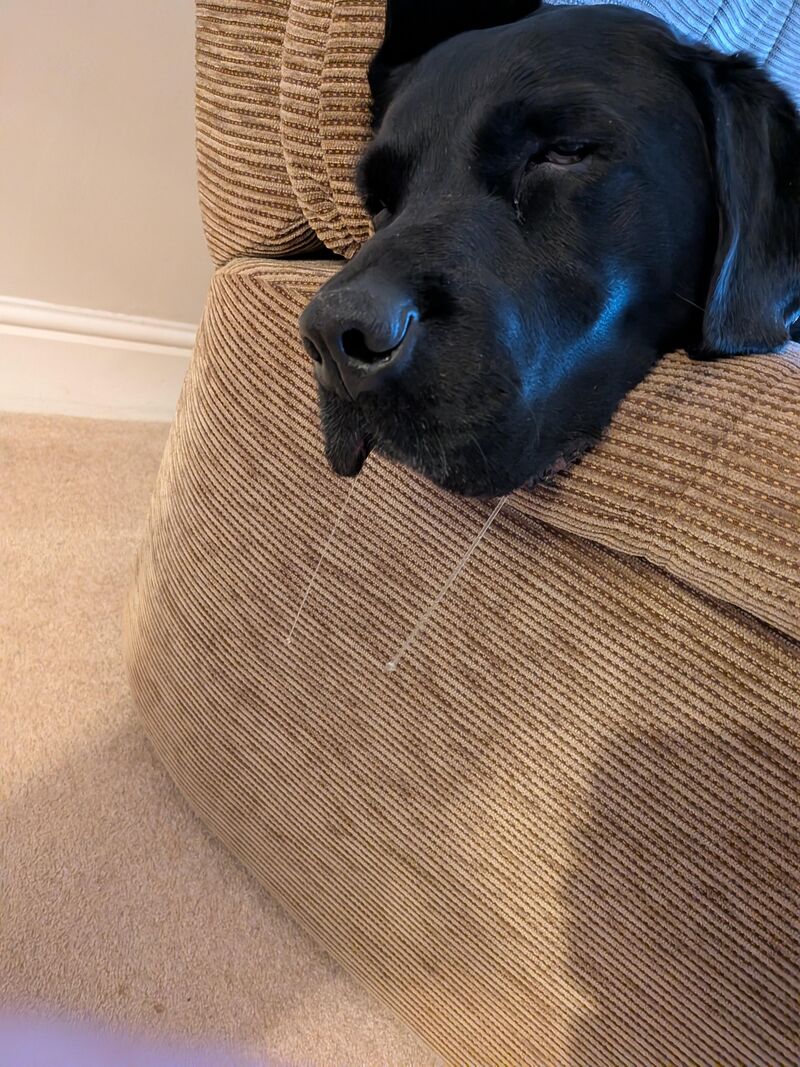 He's a good dribbly boy
