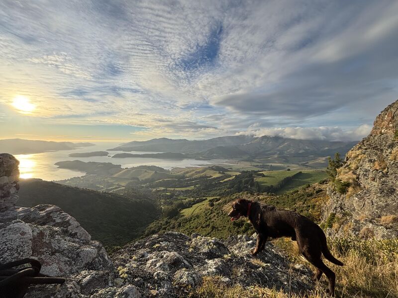 Just a girl and her Labrador