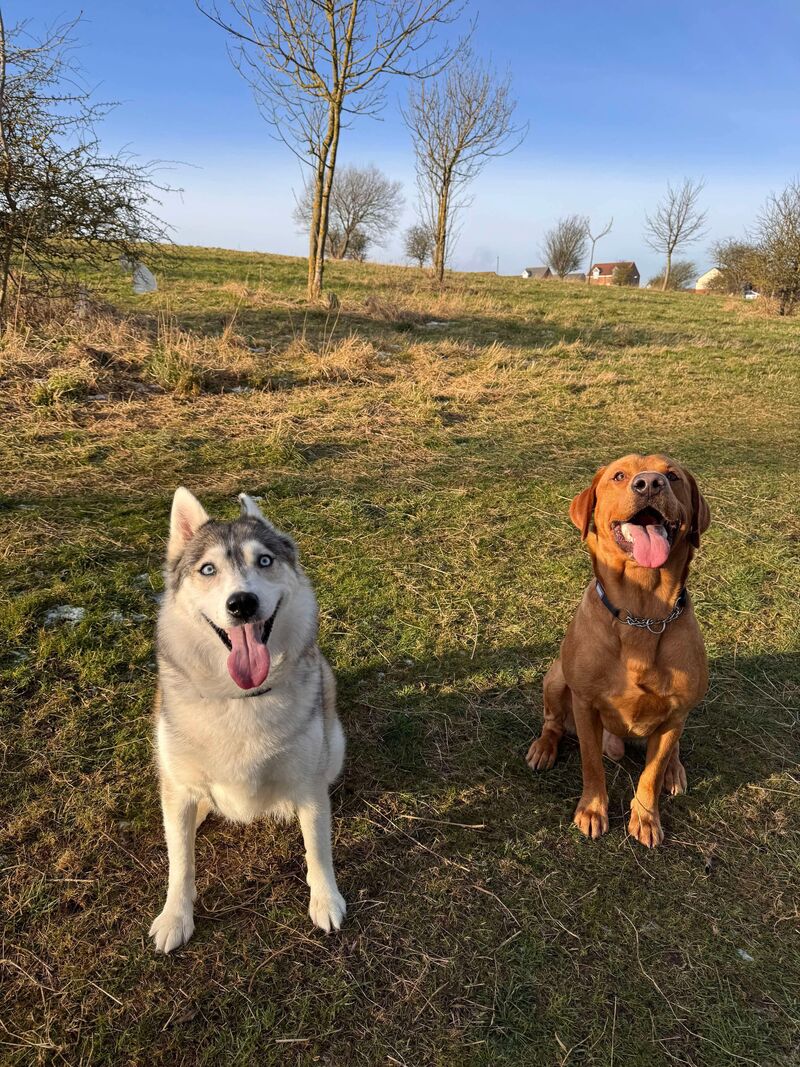 My Labrador lost his best friend, my Husky