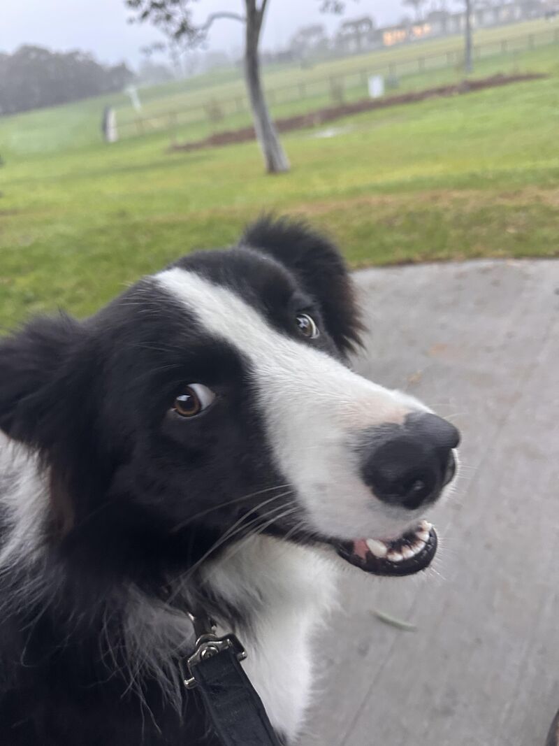 New Dog Park