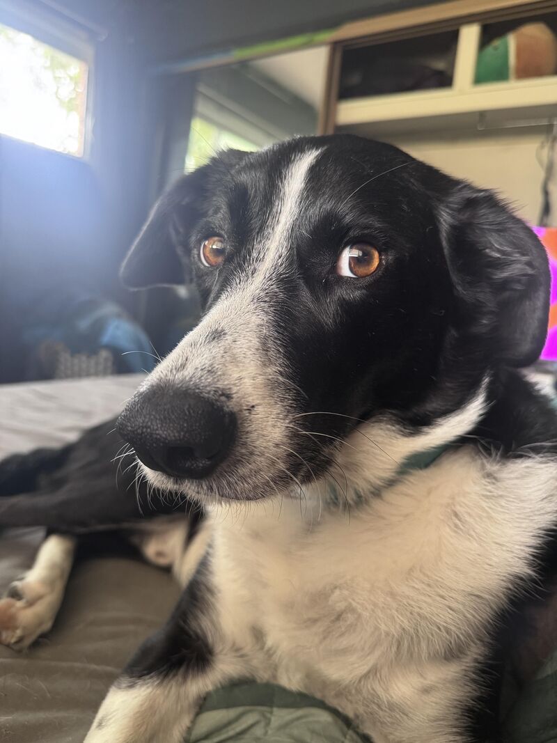 My best boy