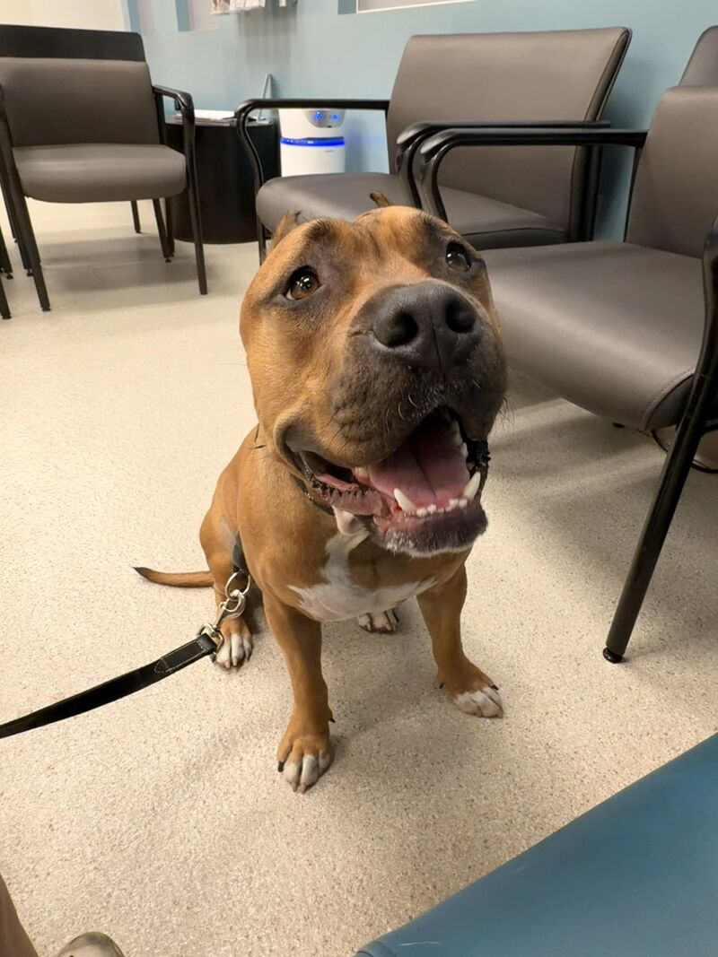 Freddy’s face after arriving at the Emergency Vet …