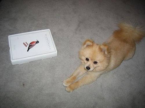 Pomeranian