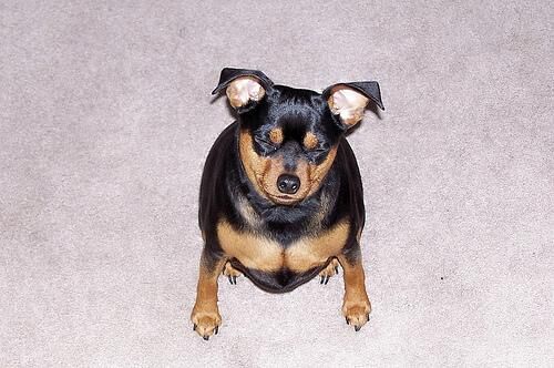 Pinscher Miniature