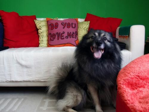 Keeshond
