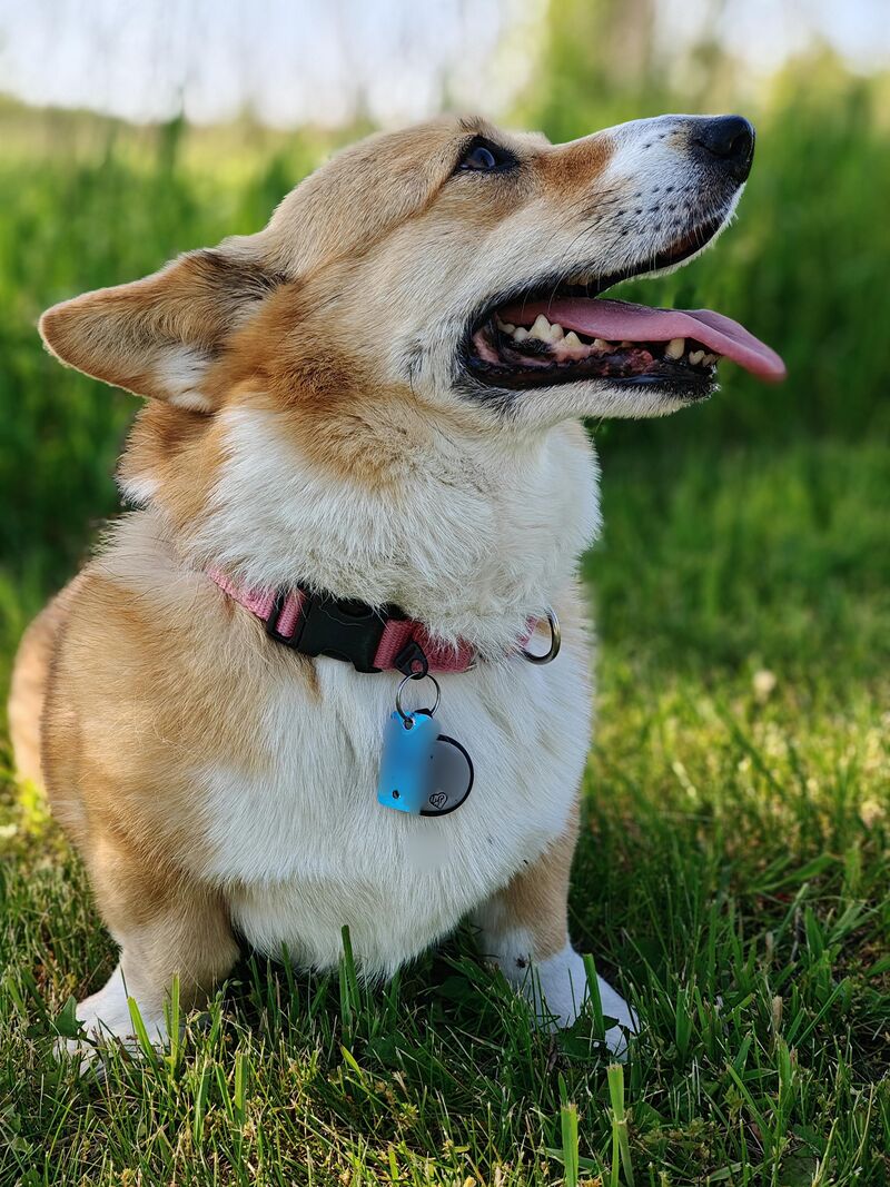 Took my corgo on a hike yesterday
