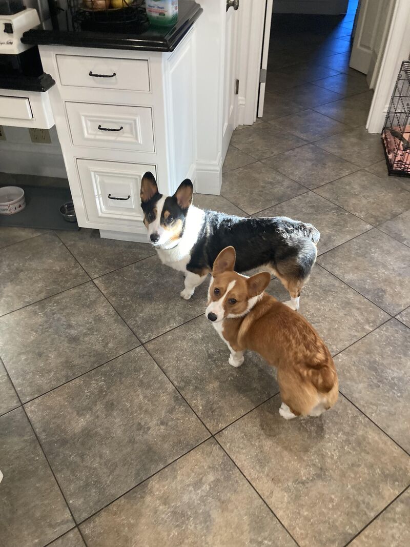 Just waiting for a treat