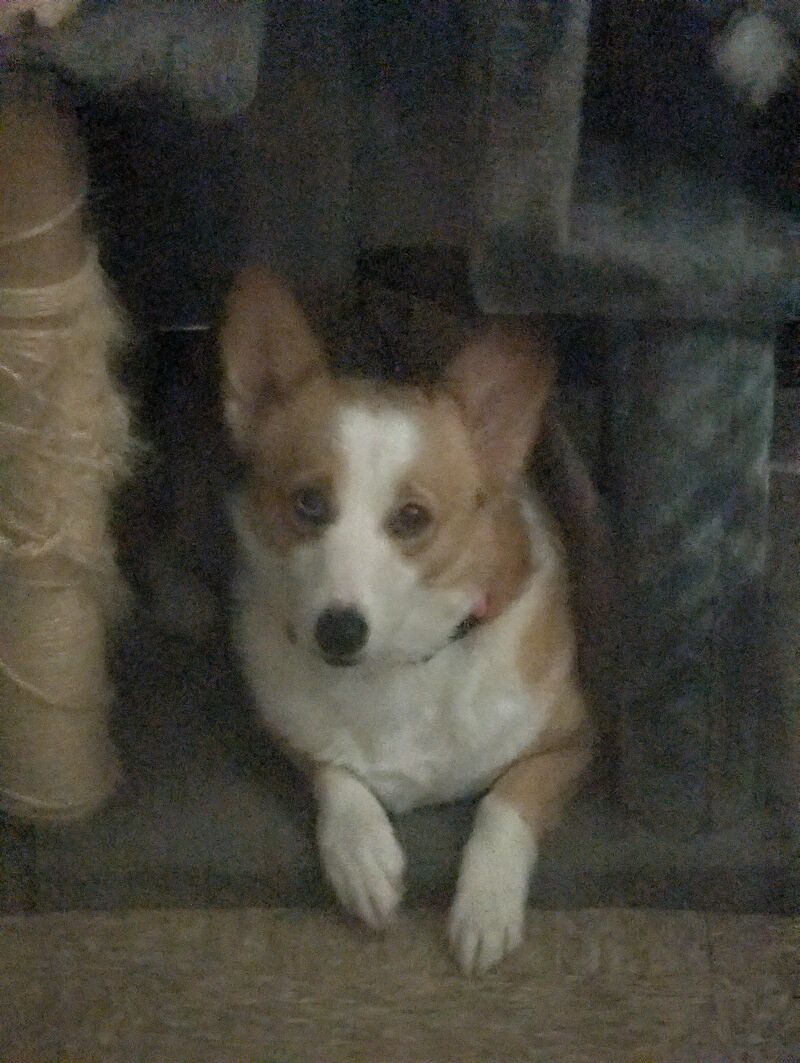 My baby is getting fixed tomorrow and I'm terrified