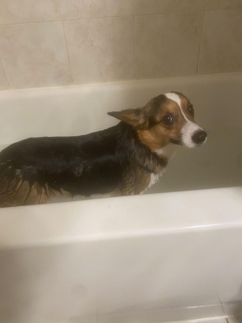 Joey vs. Bath time