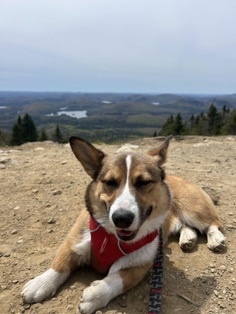 happy corgi