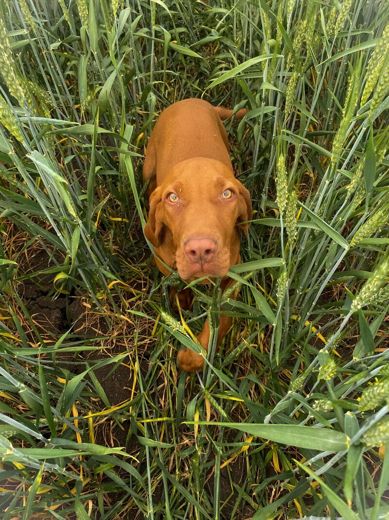 My lovely Vizsla🤎