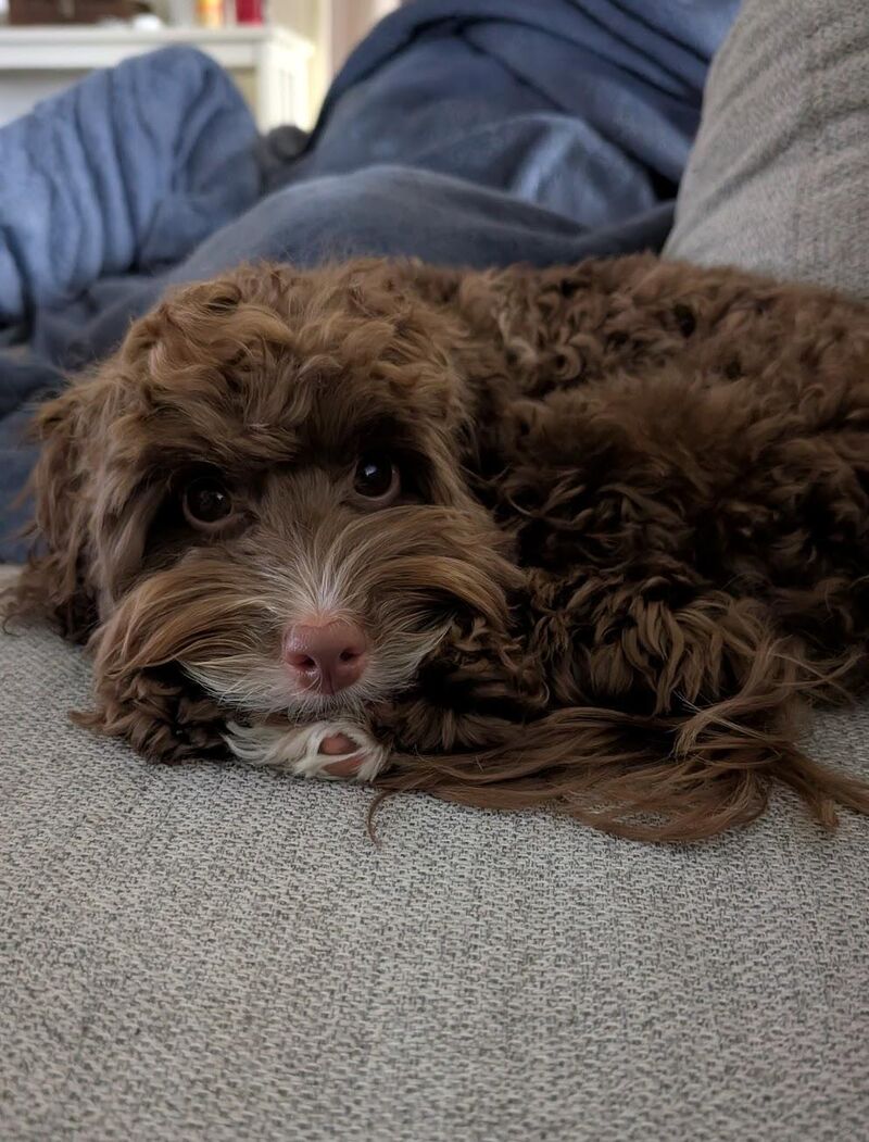 The chocolate croissant is resting