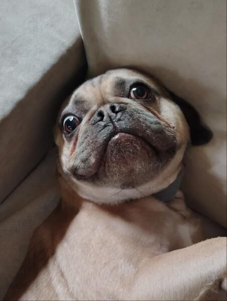 Silly Frenchie