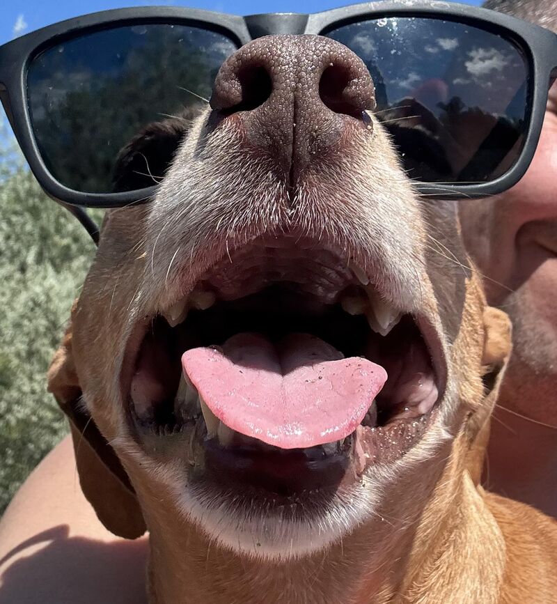 River day pupper…