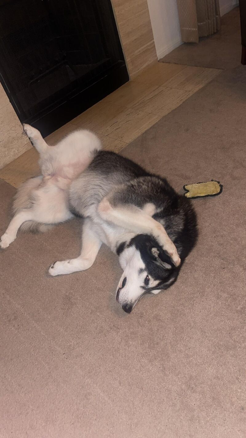 Does anyone else’s lay like this?