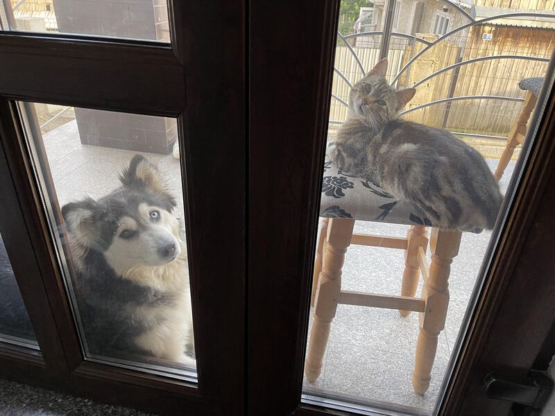 Is it normal for huskies to be so friendly with cats?