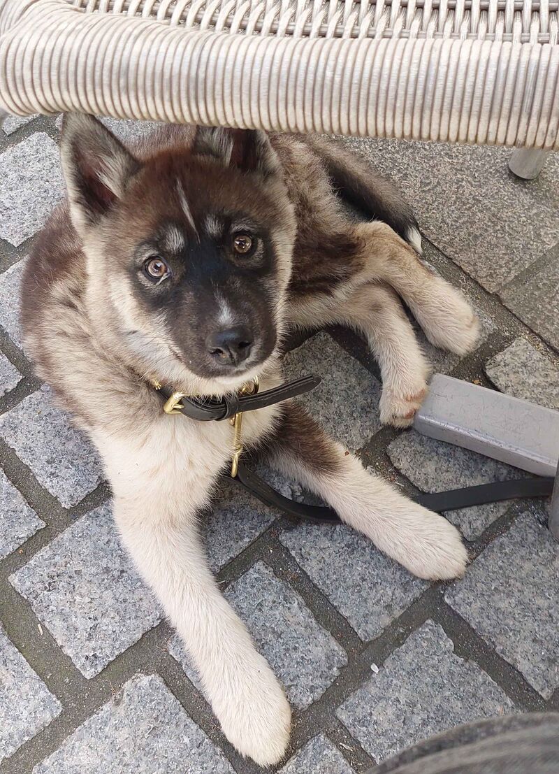 My dog's first outing on a terrace !!