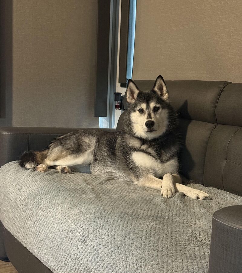 Anyone else’s husky cross their paws?