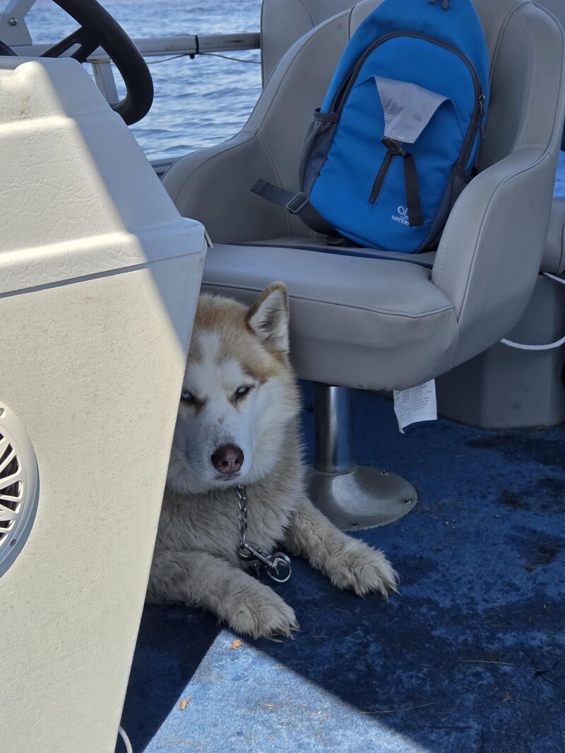 How to wear out a husky