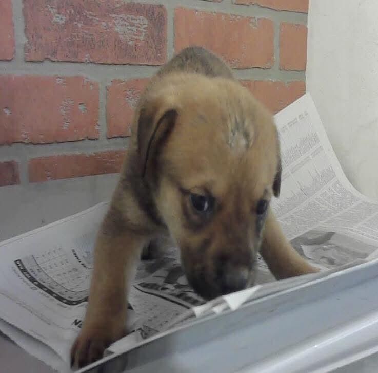 On the euthanasia list Tuesday, 5/26. No extensions per BARC. Jessie must have a 𝐅𝐎𝐒𝐓𝐄𝐑 𝐎𝐑 𝐑𝐄𝐒𝐂𝐔𝐄 𝐇𝐎𝐋𝐃 no 𝗹𝗮𝘁𝗲𝗿 𝘁𝗵𝗮𝗻 𝟭𝗣𝗠 CST We need pledges and a local foster for a rescue to help
