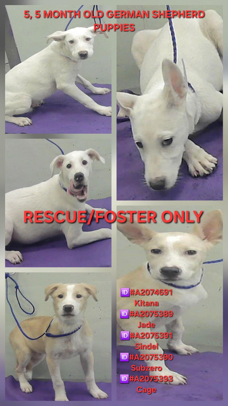 FIVE 5 month old pups are on the euthanasia list Friday, 5/22. No extensions per BARC. Kitana, Jade, Sindel, Subzero, and Cage must have a 𝐅𝐎𝐒𝐓𝐄𝐑 𝐎𝐑 𝐑𝐄𝐒𝐂𝐔𝐄 𝐇𝐎𝐋𝐃 no 𝗹𝗮𝘁𝗲𝗿 𝘁𝗵𝗮𝗻 𝟭𝗣𝗠 CDT FOR IN STATE