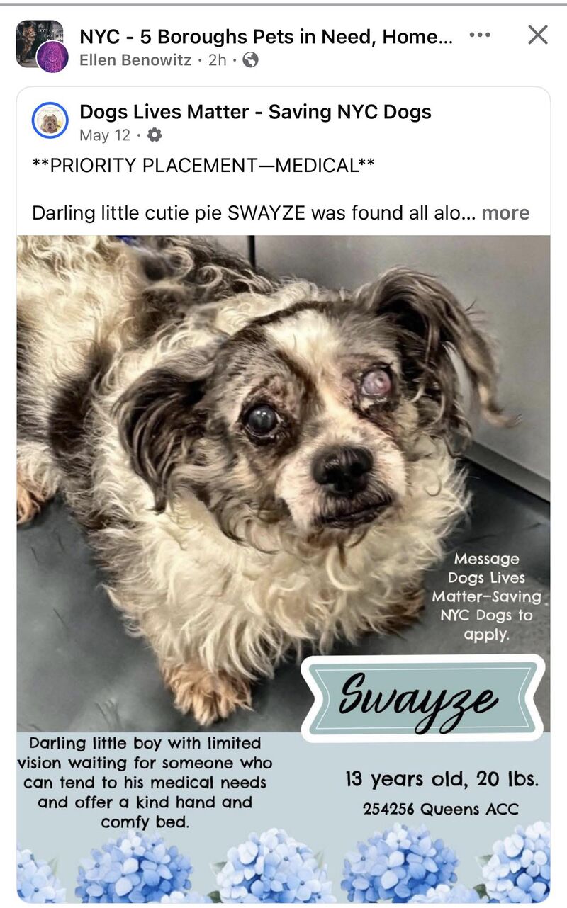13yr old Swayze is on euthanasia risk at anytime as of 5/23 🚨 NCY Shelter 🚨