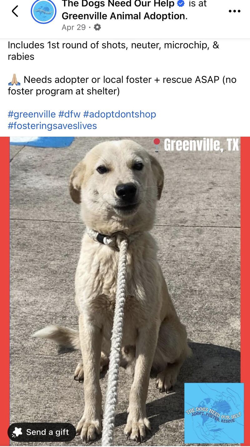 6month old baby boy needs out as of 5/25 🚨 Greenville, Texas 🚨 Greenville animal control