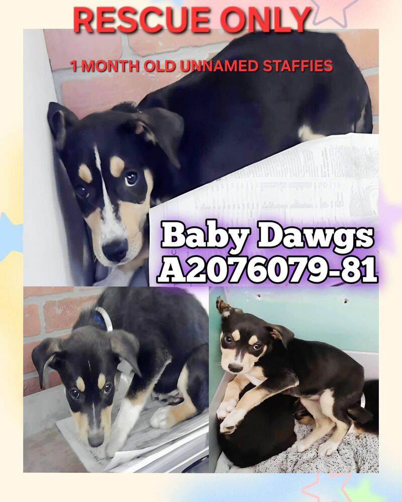Extended until 05/26/2026 at 1pm CST On the euthanasia list Saturday, 5/23. There will be no extensions per BARC. These Puppies must have a 𝐑𝐄𝐒𝐂𝐔𝐄 𝐇𝐎𝐋𝐃 no 𝗹𝗮𝘁𝗲𝗿 𝘁𝗵𝗮𝗻 𝟭𝗣𝗠 or they will lose their lives.We need pledges and a local foster for a rescue to help.