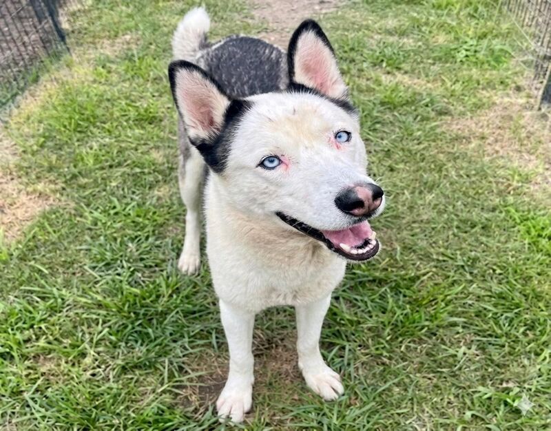 Gorgeous 3 year old Hw-Siberian Husky mix boy Lucas is on the euthanasia list Tuesday, 5/26. Stunning, friendly boy who is stressed and needs help. Euthanasia tomorrow @ 1 pm CT BARC Houston, A2072244. Available for adoption in the US/Canada, local foster or rescue. Please help.