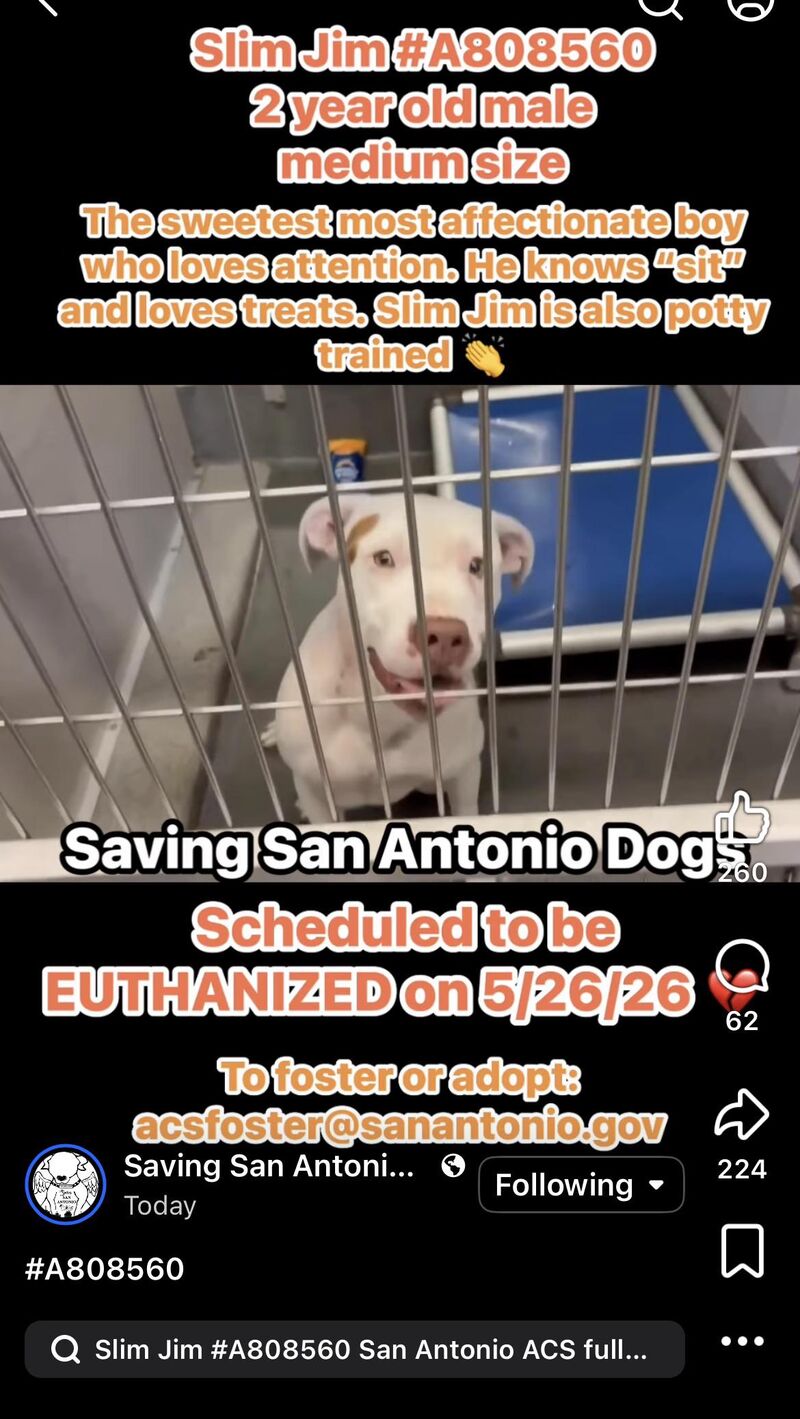 2yr old Slim Jim is on 5/26 euthanasia deadline 🚨 San Antonio Texas 🚨 ACS Shelter 🚨 out of state adoption possible