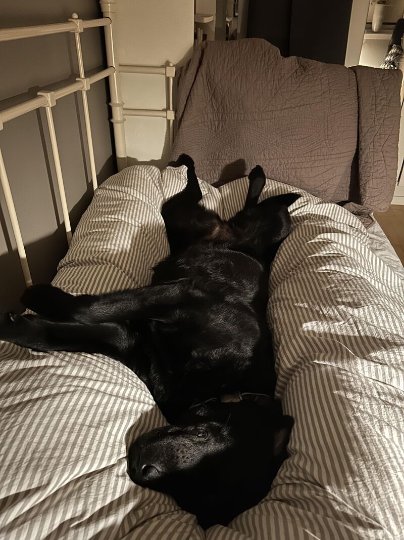 «She’ll probably want to sleep next to you”, they said