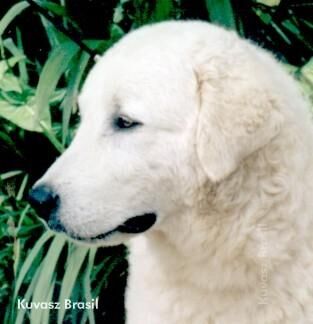 Kuvasz