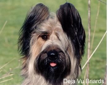 Briard