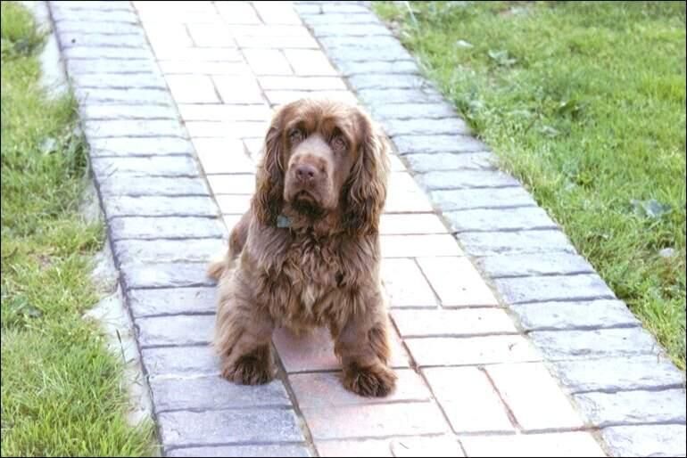 Spaniel Sussex