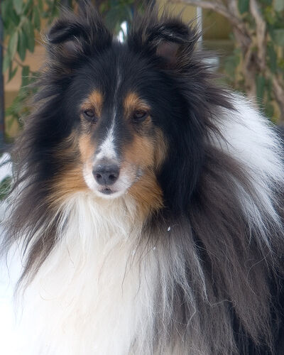 Sheepdog Shetland