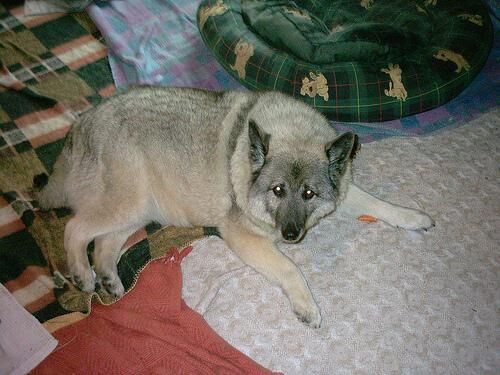 Elkhound Norwegian