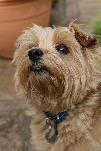 Terrier Norfolk
