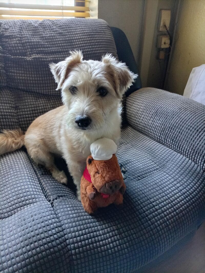 He loves his new dog toy