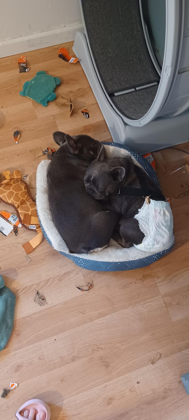 Master plan: ignore thousands of dollars worth of toys and destroy cardboard boxes instead. Nap in the wasteland of mess. Repeat.