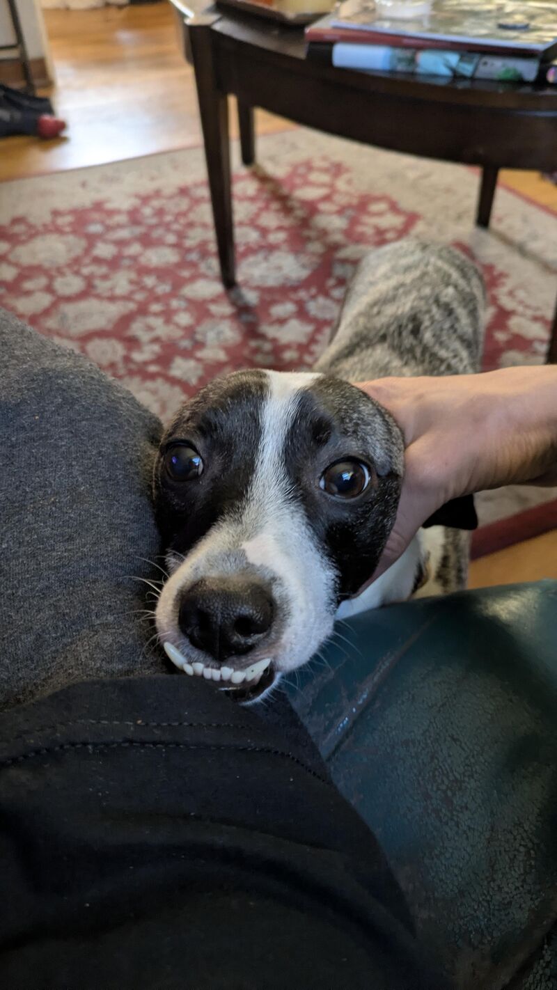 He's trying to get food